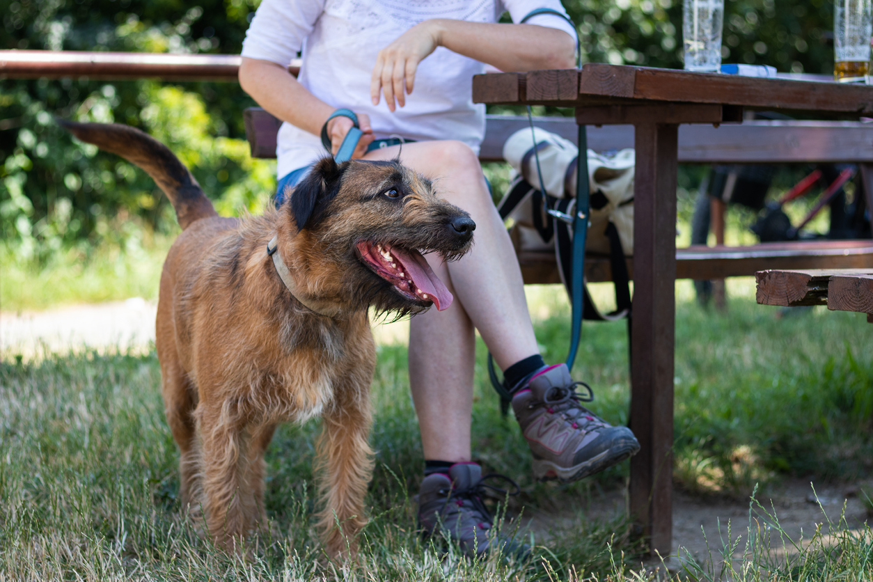 dog friendly pubs in filey