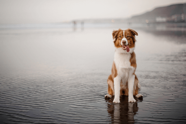 big dog on a beach