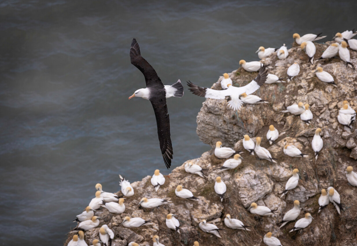 Birds nesting at RSPB Bempton Cliffs