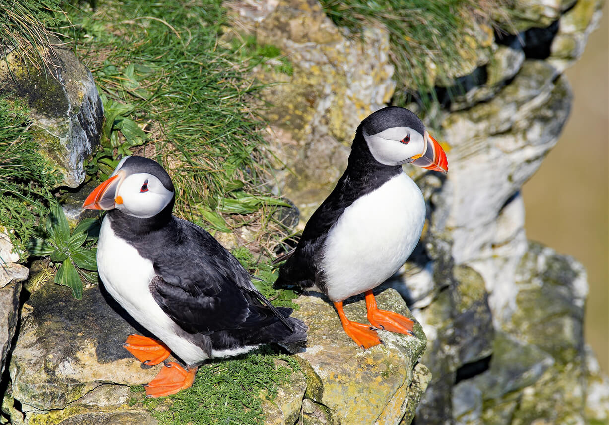 Puffins at Bempton Cliffs.