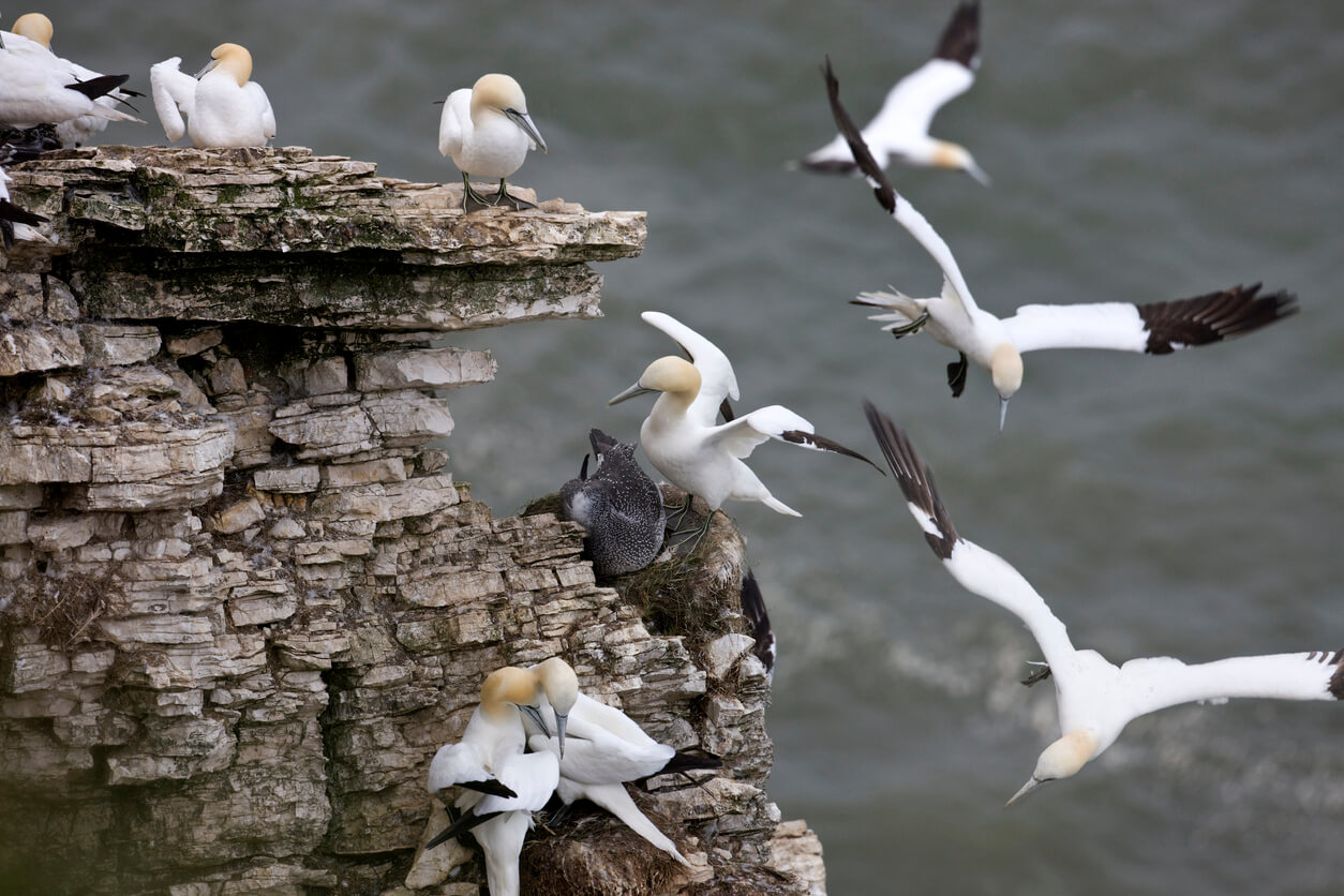 RSPB Bempton Cliffs