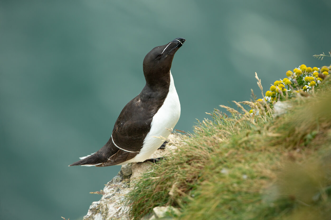 RSPB Bempton Cliffs