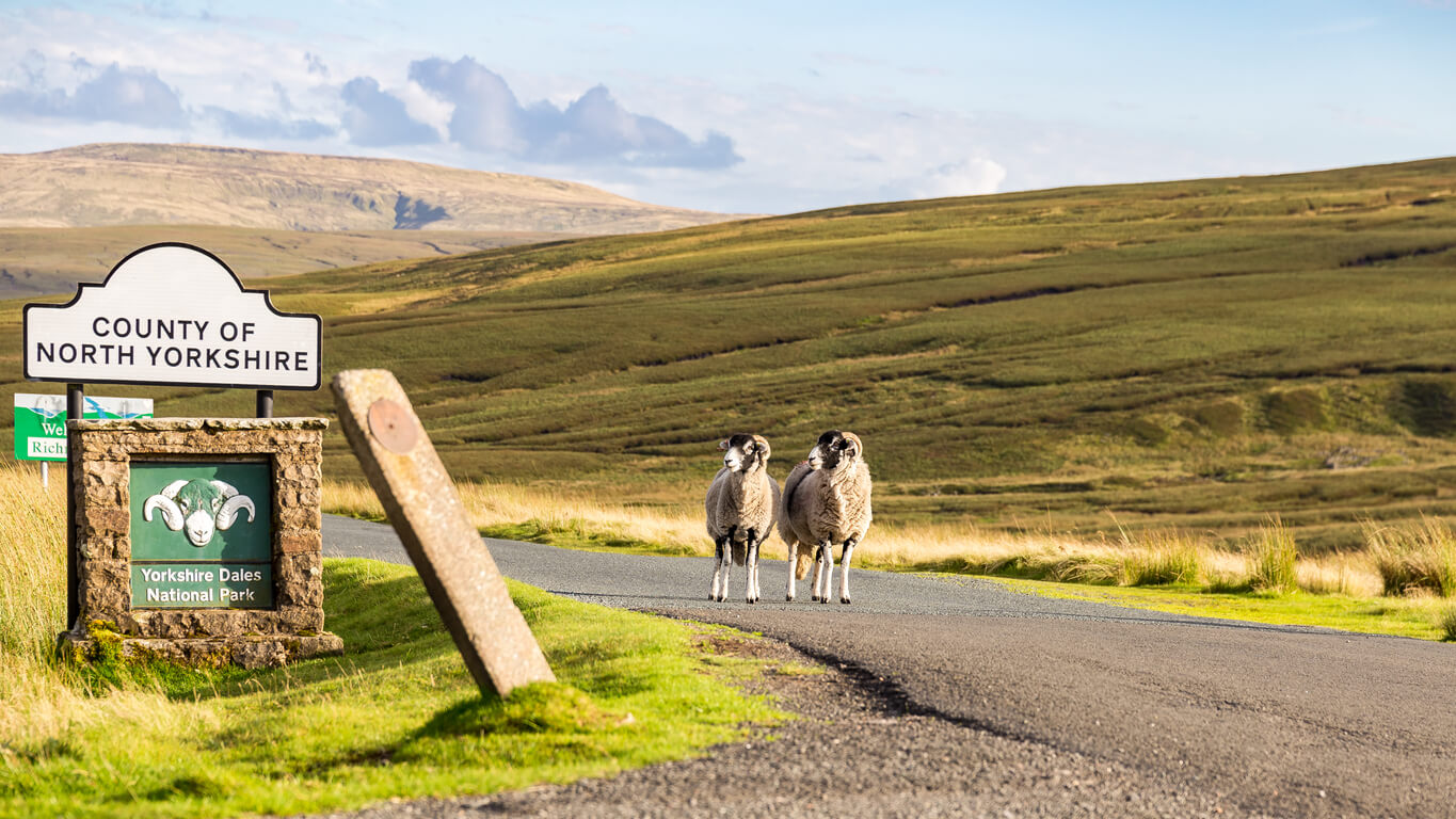 Sheep on a path in the Yorkhire Dales