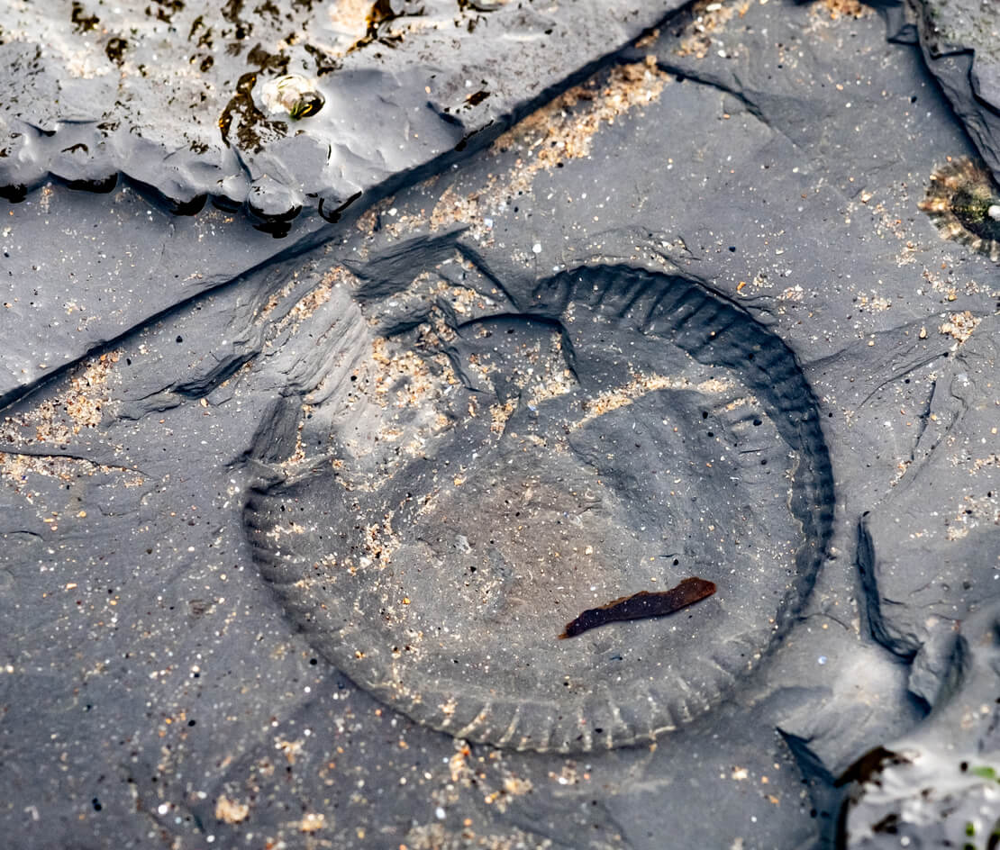 A fossil found on Whitby beach.
