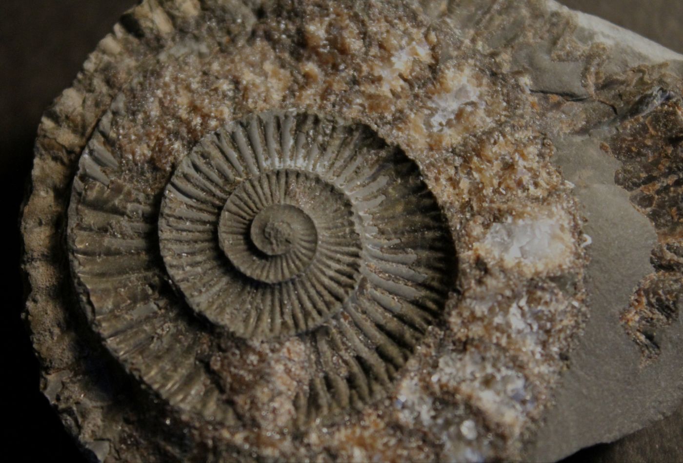 Section of ammonite with sparkly stone pieces, found near Whitby.