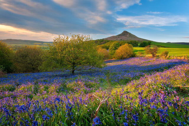 A colourful flower meadow at the front of Roseberry Topping