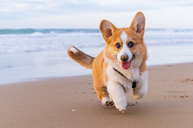 A corgi happily walking on the beach