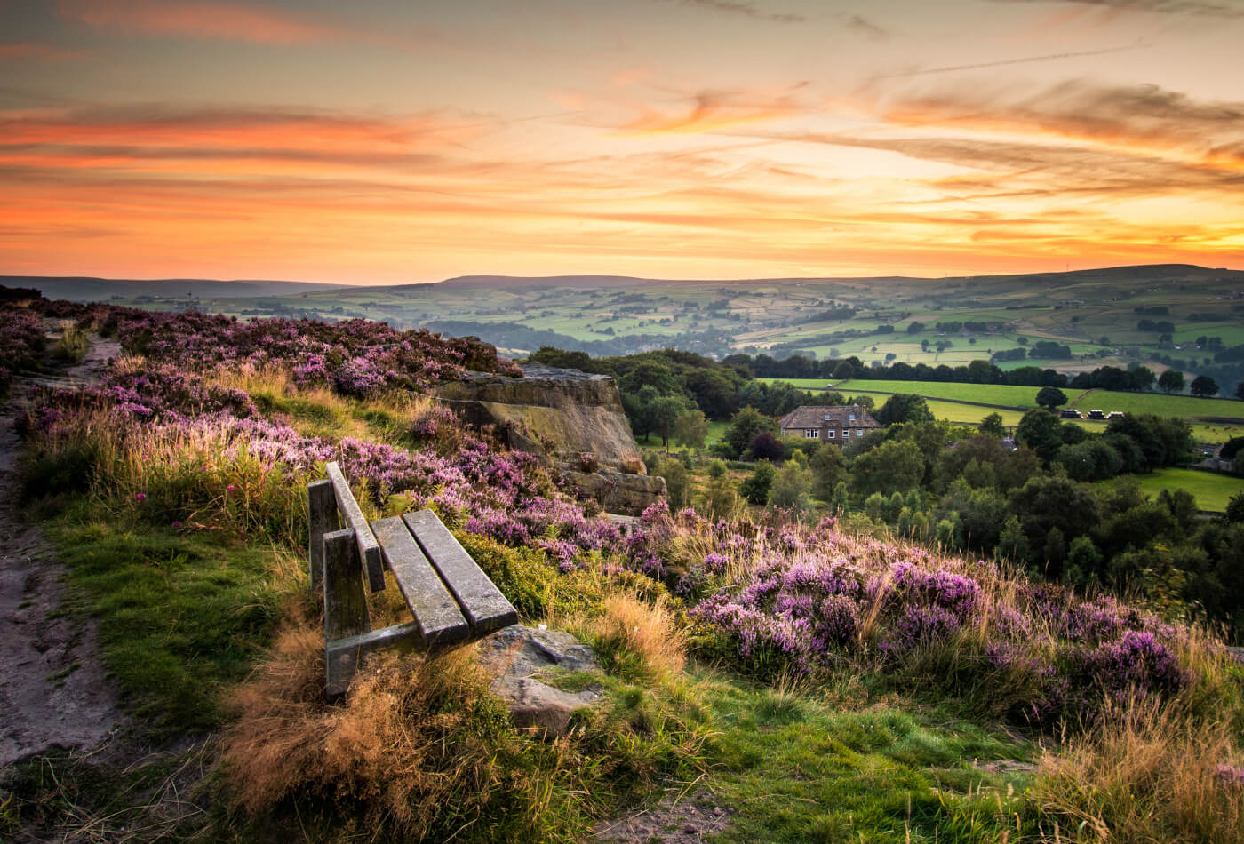 A bench looking out onto a meadow decorated in heather