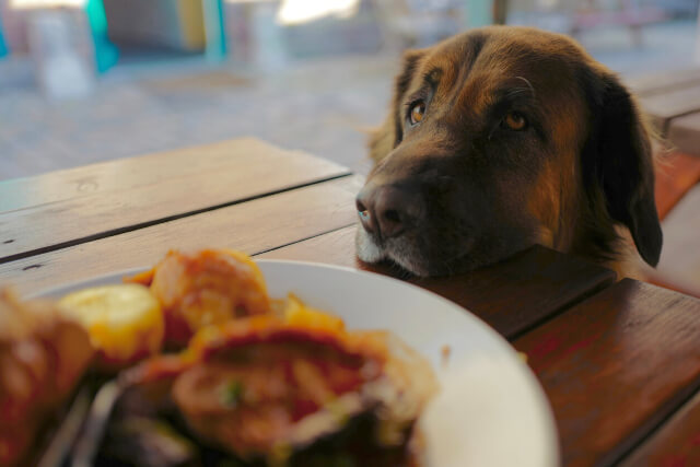 A dog resting their head on a table looking at a meal on a plate 