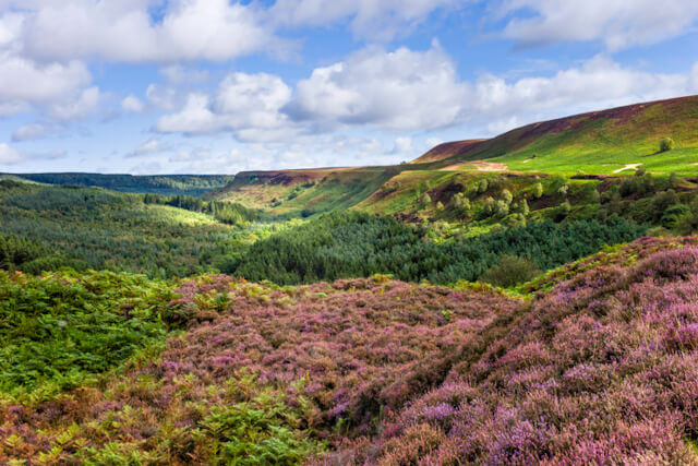 Colourful countryside in the North York Moors
