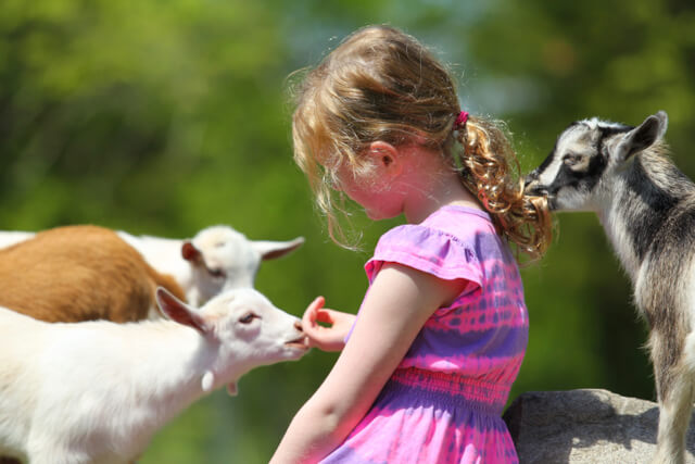 A young girl petting some baby goats on a farm