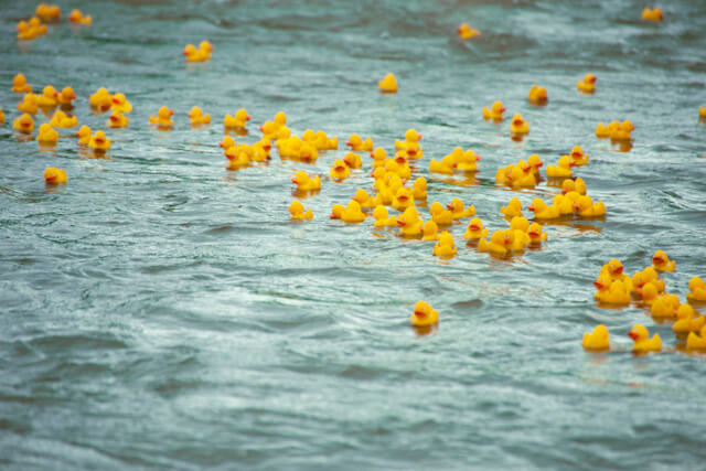 Rubber ducks racing on the water