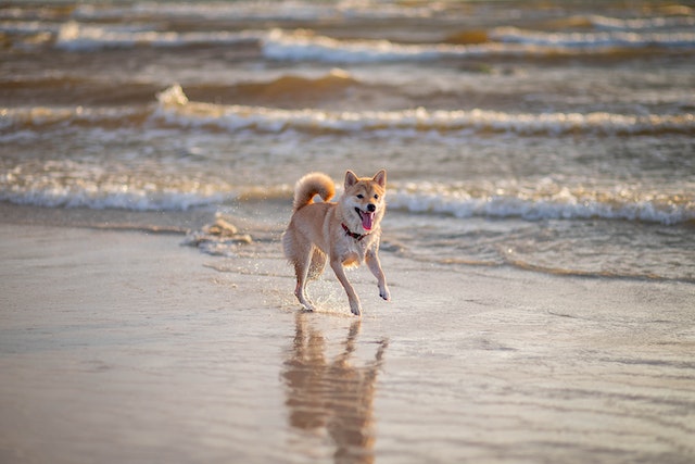 A small fluffy dog running on the shores of a beach
